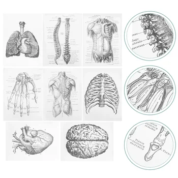 8 Buc Poster Anatomia Umană de Învățare Graficul Anatomice Pictura Decorativa/de agățat Tabloul Canvas